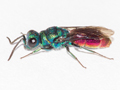 Chrysis ignita